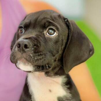 Shaggy -  Hound and Spaniel Dog for Adoption in Bloomfield, Connecticut - Shaggy | PetCurious
