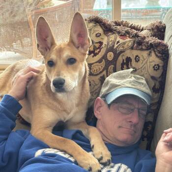 Dutch Shepherd and Shepherd Dogs Available for Adoption - Maverick  | PetCurious