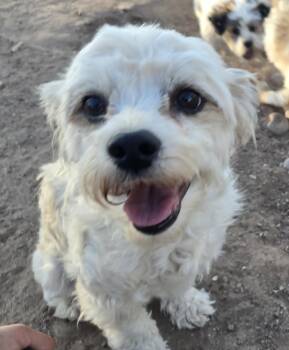 Miniature Poodle Dogs Available for Adoption in Peralta, New Mexico - **LOLA - Bio Below | PetCurious