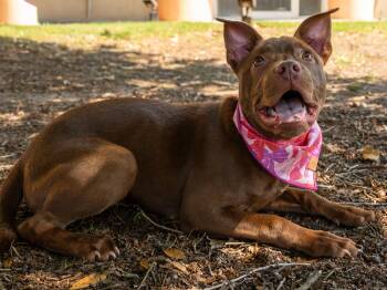 Sookie -  Mixed Breed Dog for Adoption in Myrtle Beach, South Carolina - Sookie | PetCurious