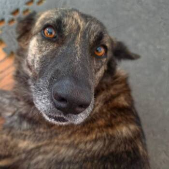 Lida -  German Shepherd Dog Dog for Adoption in Toronto, Ontario - Lida | PetCurious