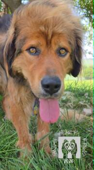 Avalon-MEDICAL HOLD -  Tibetan Mastiff Dog for Adoption in Omaha, Nebraska - Avalon-MEDICAL HOLD | PetCurious