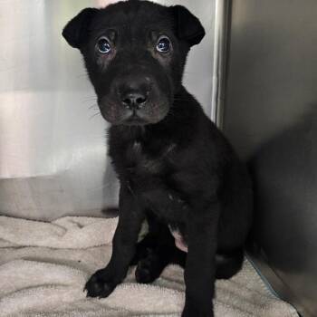 Shar Pei Dogs Available for Adoption - Anna Rose | PetCurious