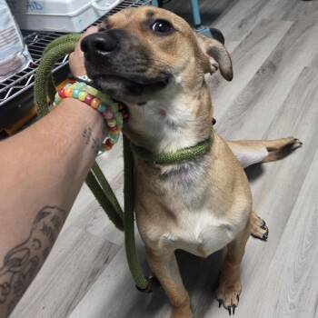 Spare Change -  Dachshund and Mixed Breed Dog for Adoption in St. Louis, Missouri - Spare Change | PetCurious