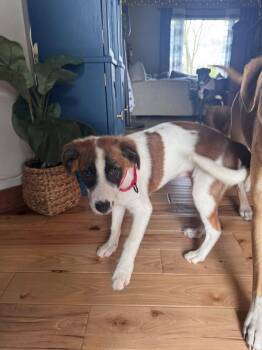 Terrier Dogs Available for Adoption in New London, Wisconsin - Ludwig | PetCurious
