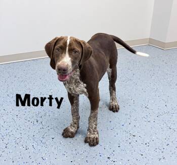 Morty -  German Shorthaired Pointer Dog for Adoption in Senatobia, Mississippi - Morty | PetCurious