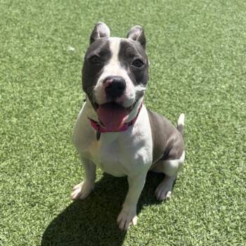 Boston Terrier Dogs Available for Adoption in Batavia, Ohio - Star | PetCurious