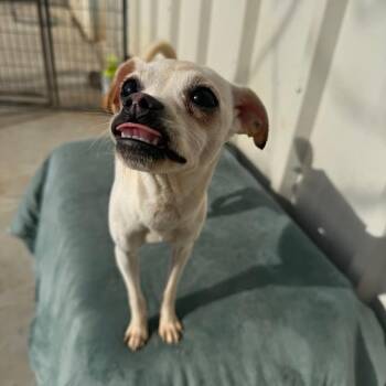 Dingo -  Chihuahua and Terrier Dog for Adoption in St. Augustine, Florida - Dingo | PetCurious
