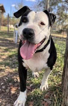 American Staffordshire Terrier and Mixed Breed Dogs Available for Adoption - Harper | PetCurious