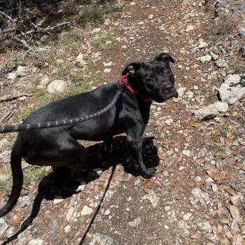 American Staffordshire Terrier and Mixed Breed Dogs Available for Adoption in Kyle, Texas - MARNIE | PetCurious