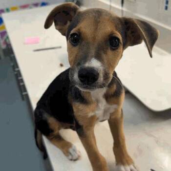 Waffles -  Mixed Breed Dog for Adoption in Houston, Texas - Waffles | PetCurious