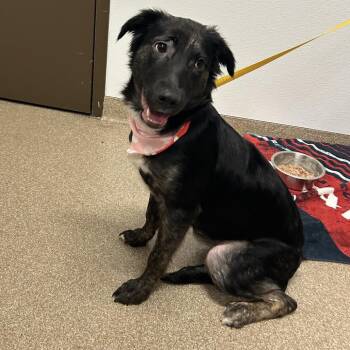 Lilac -  Shepherd and Mixed Breed Dog for Adoption in League City, Texas - Lilac | PetCurious