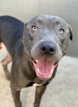 Baby Hugs -  Pit Bull Terrier Dog for Adoption in Chicago, Illinois - Baby Hugs | PetCurious
