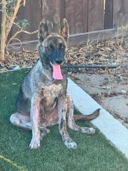 Charlie -  German Shepherd Dog Dog for Adoption in Lodi, California - Charlie | PetCurious