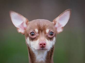 Chihuahua Dogs Available for Adoption in Pointe-fortune, Quebec - Gus | PetCurious