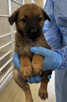 Shepherd and Mixed Breed Dogs Available for Adoption in San Antonio, Texas - Tucson | PetCurious