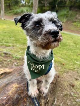 Poodle Dogs Available for Adoption - Ozzie | PetCurious