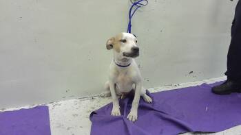 American Staffordshire Terrier and Mixed Breed Dogs Available for Adoption - INKS | PetCurious