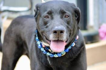 Labrador Retriever Dogs Available for Adoption - Mickey | PetCurious