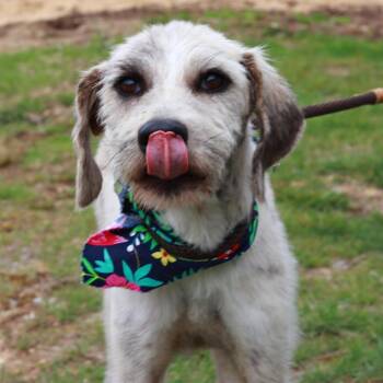 Terrier and Mixed Breed Dogs Available for Adoption in Stormville, New York - CT Monkey *Foster Me!* | PetCurious