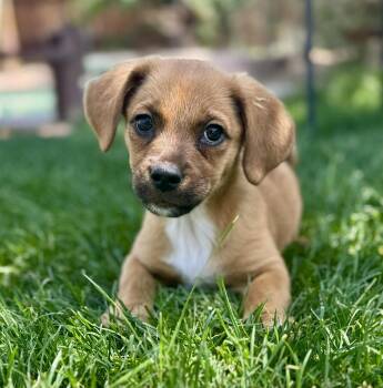 Dachshund and Terrier Dogs Available for Adoption in Midway, Utah - Ella | PetCurious