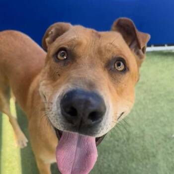 Pit Bull Terrier Dogs Available for Adoption in Long Beach, California - Huero | PetCurious