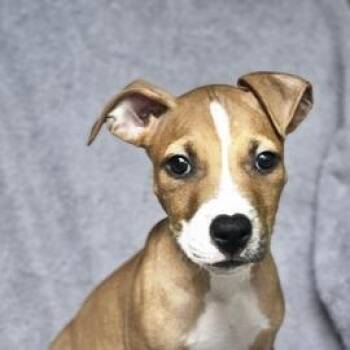 Gabe (Harvard) -  Mixed Breed Dog for Adoption in Falls Church, Virginia - Gabe (Harvard) | PetCurious