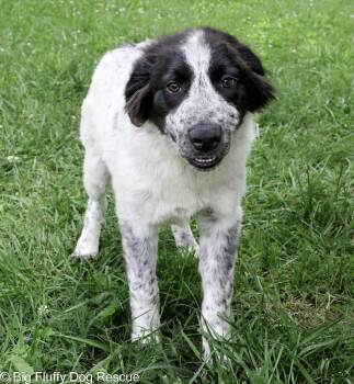 Harris -  Great Pyrenees and Border Collie Dog for Adoption in Nashville, Tennessee - Harris | PetCurious