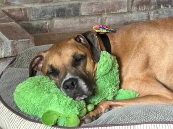Sparco -  Mixed Breed Dog for Adoption in Cincinnati, Ohio - Sparco | PetCurious