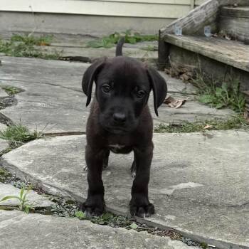 Wump -  Mixed Breed Dog for Adoption in Fredericksburg, Virginia - Wump | PetCurious