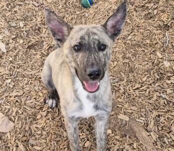 German Shepherd Dog and Husky Dogs Available for Adoption - TIGER | PetCurious