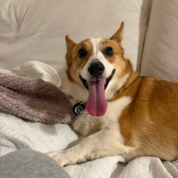 Sora -  Corgi Dog for Adoption in New York, New York - Sora | PetCurious