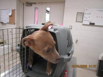 Pit Bull Terrier Dogs Available for Adoption in Marietta, Georgia - Maka (300) | PetCurious