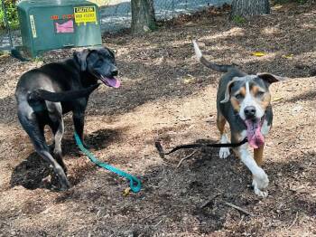 Terrier Dogs Available for Adoption in Bloomfield, Connecticut - Owen | PetCurious