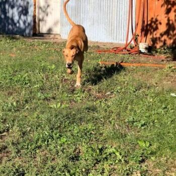 Giovanni -  Great Dane and Yellow Labrador Retriever Dog for Adoption in Richmond, Missouri - Giovanni | PetCurious