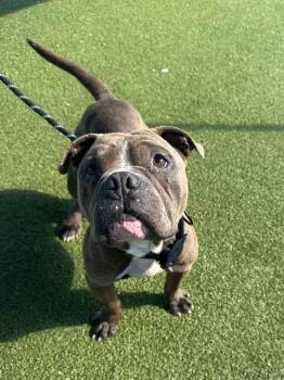 American Bulldog and Mixed Breed Dogs Available for Adoption - SMILES | PetCurious