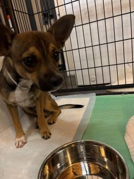 Milo -  Chihuahua Dog for Adoption in Estes Park, Colorado - Milo | PetCurious