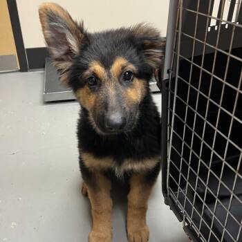 German Shepherd Dog and Shepherd Dogs Available for Adoption - Boo Boo | PetCurious
