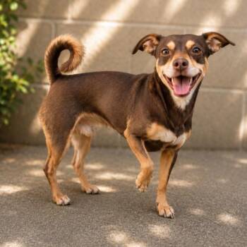 Yankee -  Miniature Pinscher and Terrier Dog for Adoption in Lathrop, California - Yankee | PetCurious