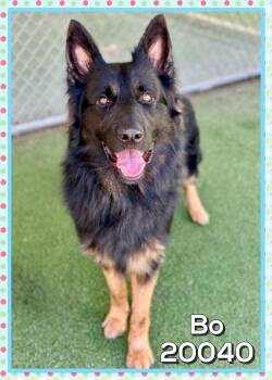 BO -  German Shepherd Dog Dog for Adoption in Marietta, Georgia - BO | PetCurious