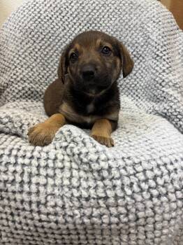 Beagle and Labrador Retriever Dogs Available for Adoption in Clinton, South Carolina - Coca | PetCurious