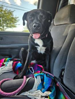 Rescue German Shepherd Dog and Pit Bull Terrier Dogs for Adoption in Grand Rapids, Michigan - Maizey | PetCurious