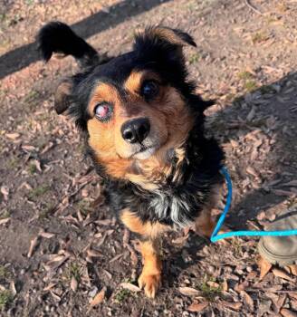 Dachshund Dogs Available for Adoption - Prince Miles | PetCurious