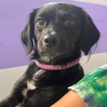 Gomer Pyle -  Cocker Spaniel and Mixed Breed Dog for Adoption in Evansville, Indiana - Gomer Pyle | PetCurious