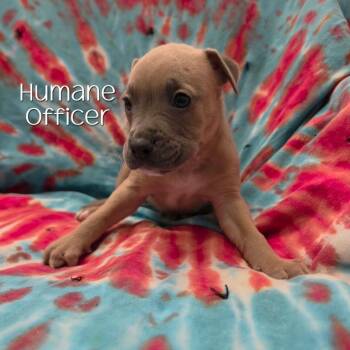 Humane Officer -  Boxer and Mixed Breed Dog for Adoption in Parkersburg, West Virginia - Humane Officer | PetCurious