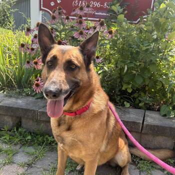 Beth -  German Shepherd Dog Dog for Adoption in Howes Cave, New York - Beth | PetCurious
