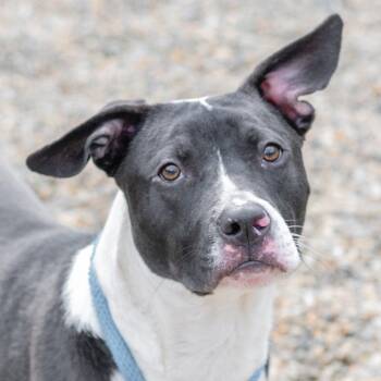 Terrier Dogs Available for Adoption in Hilton Head Island, South Carolina - Jack | PetCurious