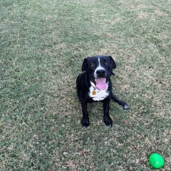 Billiam -  Mixed Breed Dog for Adoption in Tulsa, Oklahoma - Billiam | PetCurious