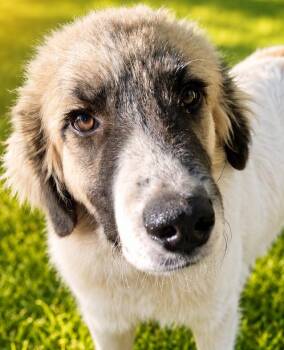Braden -  Great Pyrenees Dog for Adoption in Kiowa, Oklahoma - Braden | PetCurious