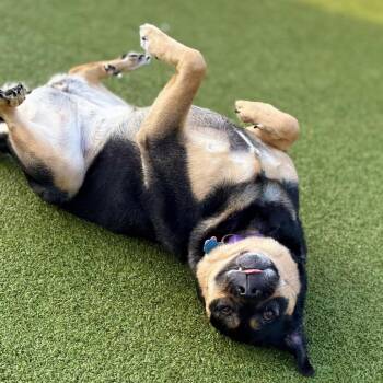 Boots -  Mixed Breed Dog for Adoption in Nashville, Indiana - Boots | PetCurious